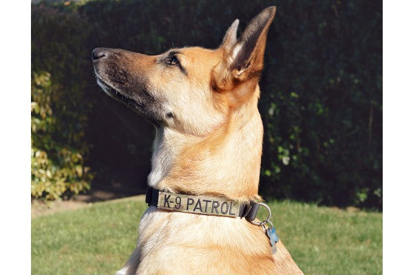 Cetacea Tactical Dog K9 Hundehalsband